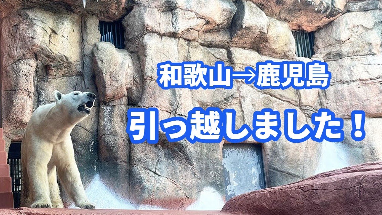 【ホッキョクグマ】鹿児島県の平川動物公園へ引っ越しました！