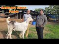 Ashrafi goat farm full tour documentary  how the farm started  story