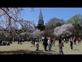 TOKYO桜SAKURA 新宿御苑 Shinjuku Gyoen 2017-4-12 Canon 80D の動画、YouTube動画。