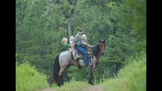 Bay Roan Mustang Gelding For Sale on Thehorsebay.com