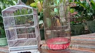 tes mental sikatan kipas || suara sikatan kipas ribut