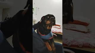 Rottweiler doggy thand lag raha hai Sandy Rani ko 😊#youtube #viral #viralvideos .. subscribe
