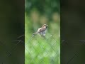 Summer #nature #adventure #summer #soothing #soothingsounds #birdsong #birds #spa #relax #relaxing