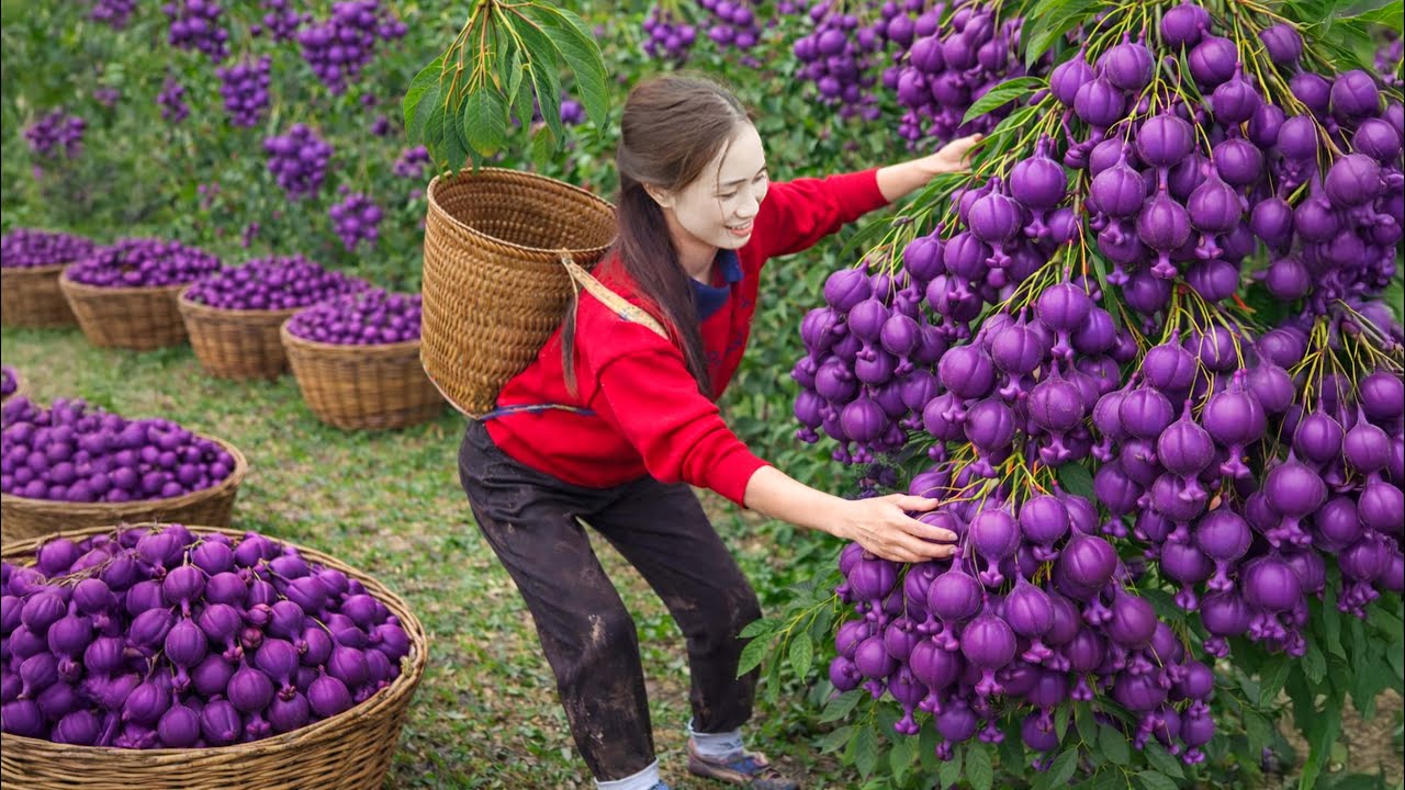 Harvesting 1000+ RARE Purple Myrtle Berries | Ancient Village Cooking & Sold Out Fast at Market