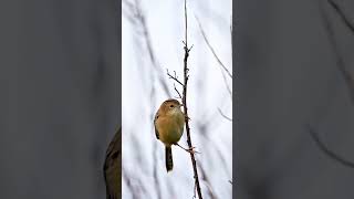 Australia’s Tiny Hunter Bird🪰🐥 Golden-headed Cisticola🐧 #australianbirds
