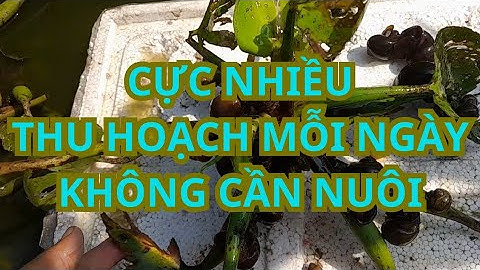 Ốc bưu vàng, nguồn thức ăn tự nhiên, miễn phí cho vật nuôi. Nông nghiệp hữu cơ