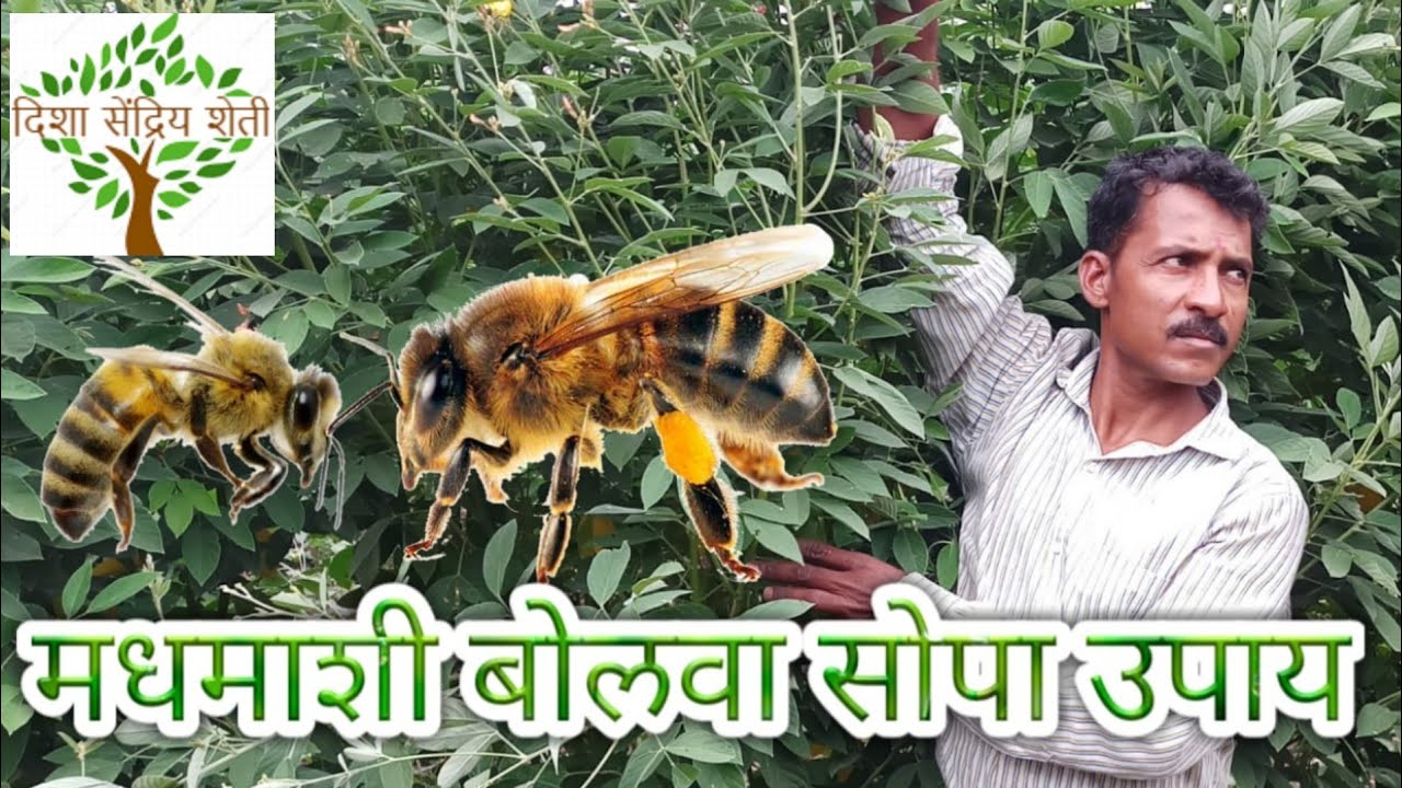 मधमाशी बोलावण्यासाठी एकदम सोपा उपाय honey bee desi jugaad method home made