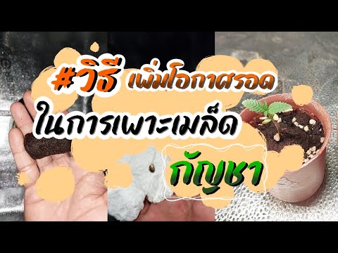 ผลสลากกินแบ่งรัฐบาล วันที่ 1 พย. 2567 ผลสลากกินแบ่งรัฐบาล วันที่ 1 พย. 2567