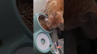 Credly 2-in-1 Portable Pet Water Dispenser | Auto Gravity Bottle + Stainless Steel Bowl | 500ml