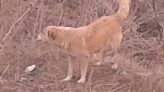 Köpek Sesi Köpek Havlamasi