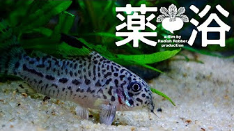 コリドラス 寄生虫まとめ Youtube