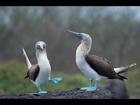 Голубоногая олуша – невероятно красивый и необычный вид  птиц