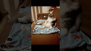 一緒には寝ないけど同時に寝たい猫　#眠い猫 #猫のいる暮らし #うちのねこ #もふもふ猫 #かわいい#おやすみ#また明日