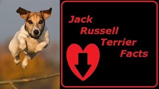 personality traits of jack russell terriers