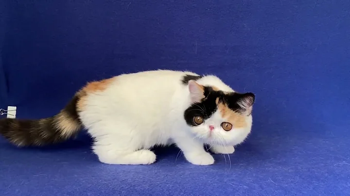 Video 3655461: calico exotic shorthair kitten, exotic shorthair calico female, exotic shorthair cattery
