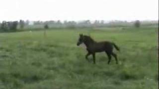 Spelende Arabo-Friezen Dark Amor, Dark Arun En Dark Aziz