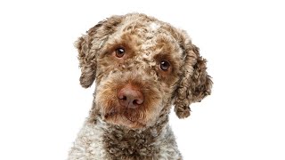 15 Pros & Cons of Owning a Lagotto Romagnolo