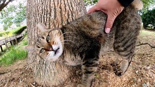 キジトラ猫「かい〜の！」