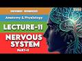Nervous System Part 2 | Impulse Conduction, Synapse & Neurotransmitters | Nursing Lecture 11 #OSNS