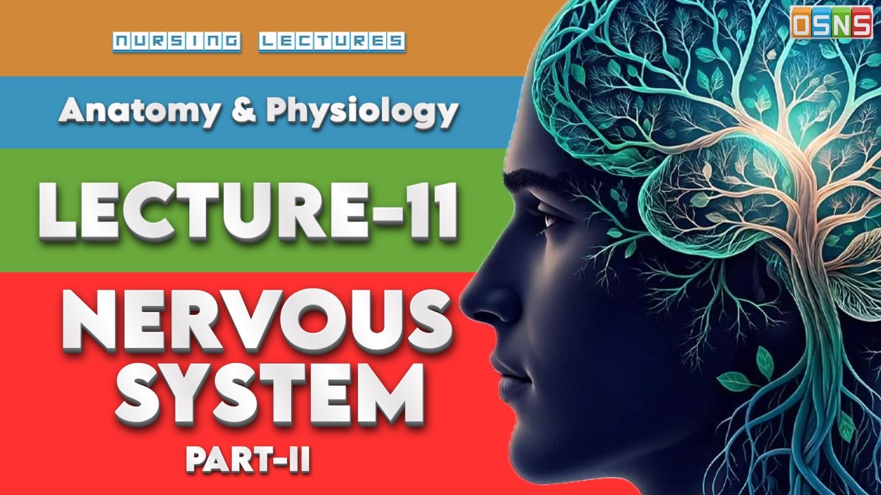 Nervous System Part 2 | Impulse Conduction, Synapse & Neurotransmitters | Nursing Lecture 11 #OSNS