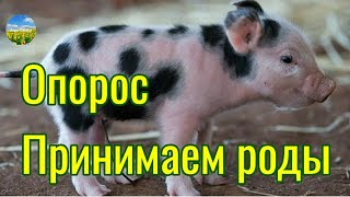 Рекорд!!! Пополнение в нашем хозяйстве. Принимаем роды.Опорос.