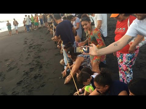 Locals and tourists in Guatemala release baby turtles into wild | AFP