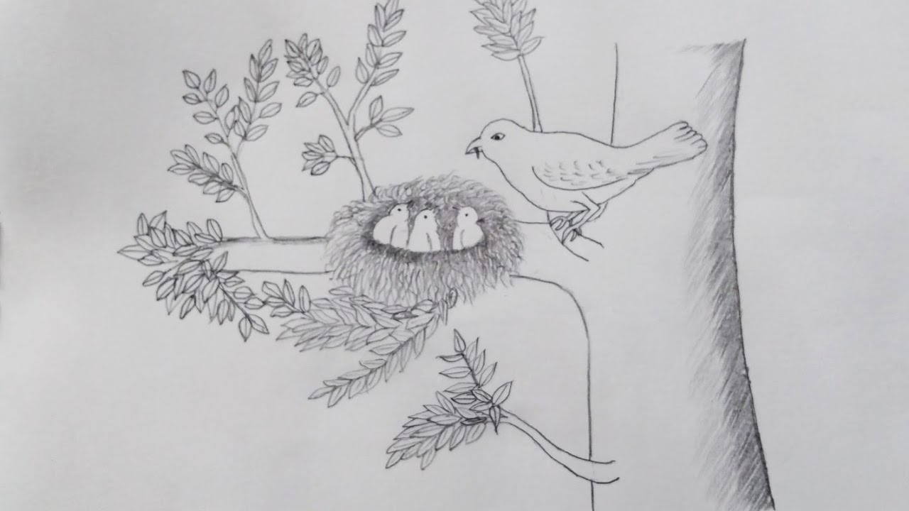 चिड़िया और घोसला का चित्र बनाना सीखें आसानी से || How to Draw Bird Nest ...