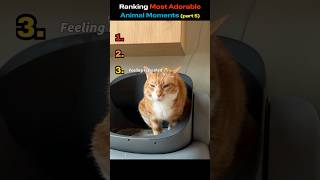 Ranking Most Adorable Animal Moments (part 5)