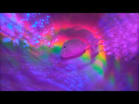 🐈 Cat ASMR for SleePSPSPS (Layered Sounds, Personal Attention)