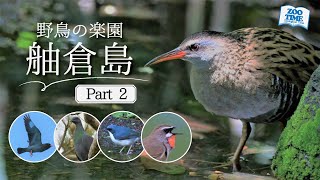 ㊷野鳥の楽園 舳倉島2023 後編】舳倉島初⁉まさかの野鳥続々登場