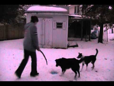 birdsboro pa A Frisbee Tragedy