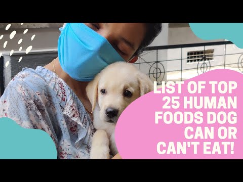 Top 25 Vet Approved Home Food Your Dog Can or Can&rsquo;t Eat!
