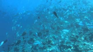 032016 Maldives Holiday - Snorkel 10