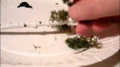 Copy of How To Model HO Scale Birch Trees