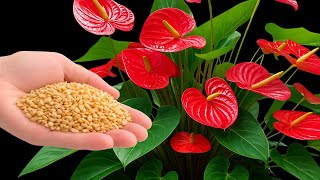 Just Sprinkle It On Top Flowerless Anthurium Plants Bloom Again In Days.