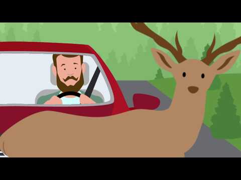 How To Avoid Hitting A Deer - GEICO Insurance