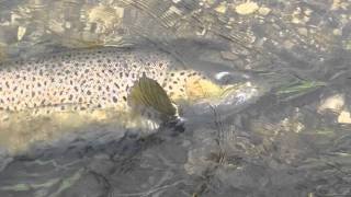 Monster Sheboygan River 34" 15 Pound brown released back to river