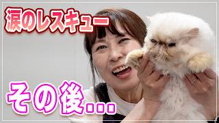 【ちゅんちゅん】天国のママへ僕たちは元気です！涙のレスキューあの猫ちゃんはどうなった？お手入れ大好きすぎてよだれが止まらないｗｗ【ペルシャ】