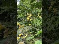 Humming bird at UBC botanical garden 2