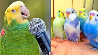 Smart And Funny Parrots Parrot Talking Videos Compilation (2023)  Cute Birds #1