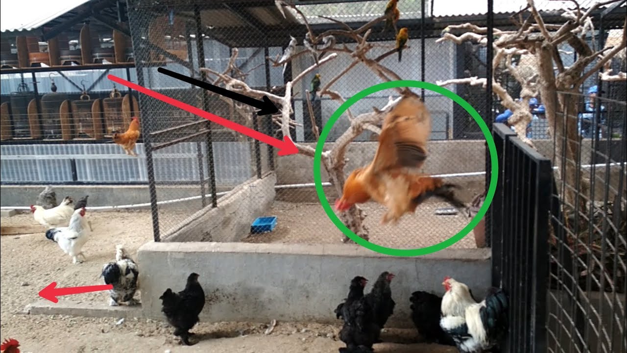AYAM TERBESAR, AYAM BRAHMA dan Montok DI DUNIA 