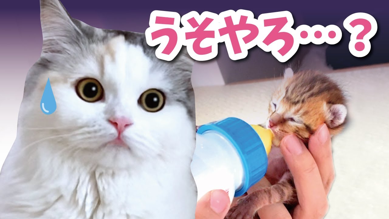 A one-week-old kitten has come to live with us!? [Talking cat 