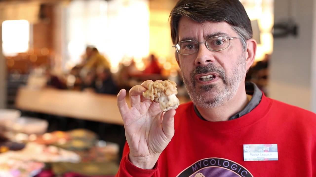 Morels and False Morels in Illinois YouTube
