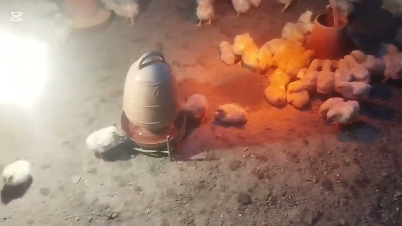 ব্যাচ-৯(৮দিন) আজকে অনেক রাতে আমার খামার এর ভিডিও দিলাম একটু ব্যাস্ত থাকার কারণে।