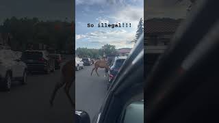 You can’t cross there!! #elk #colorado #estespark #cantparkthere #shorts #viral