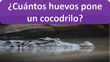 ¿Son blandos los huevos de cocodrilo?