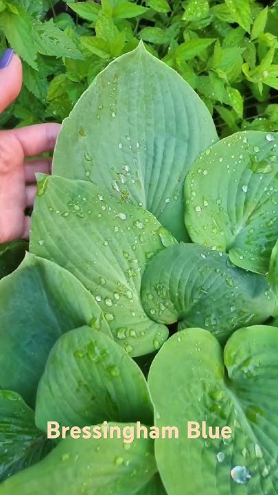 Хоста Bressingham Blue - YouTube