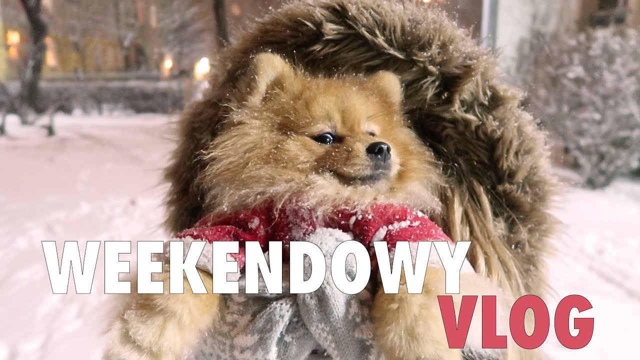 REAKCJA MISIAKÓW NA ŚNIEG | VLOG