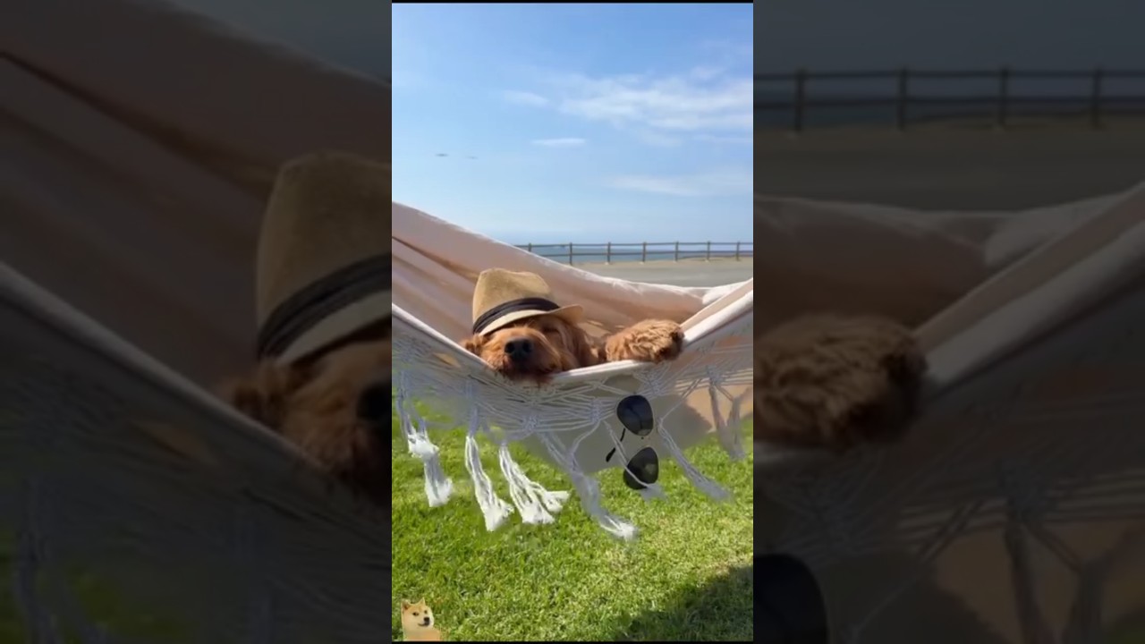 DOGS FUNNY CUTE VIDEOS 🐾 099 