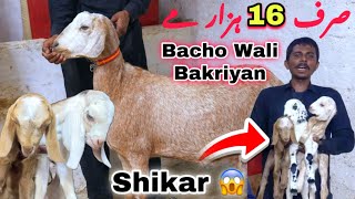 50 Hazar Wale Janwer Sirf 30 Hazar Me 😱 Lalukhet Ka Ghar Karachi Ki Sasti Bakra Mandi 🚨